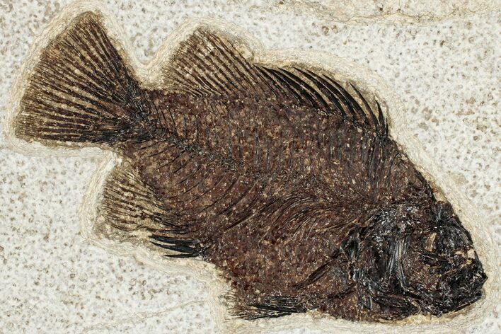 Detailed Fossil Fish (Cockerellites) - Wyoming #349275